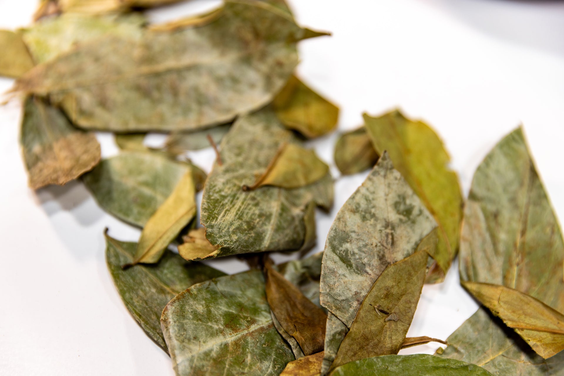 Soursop Leaves